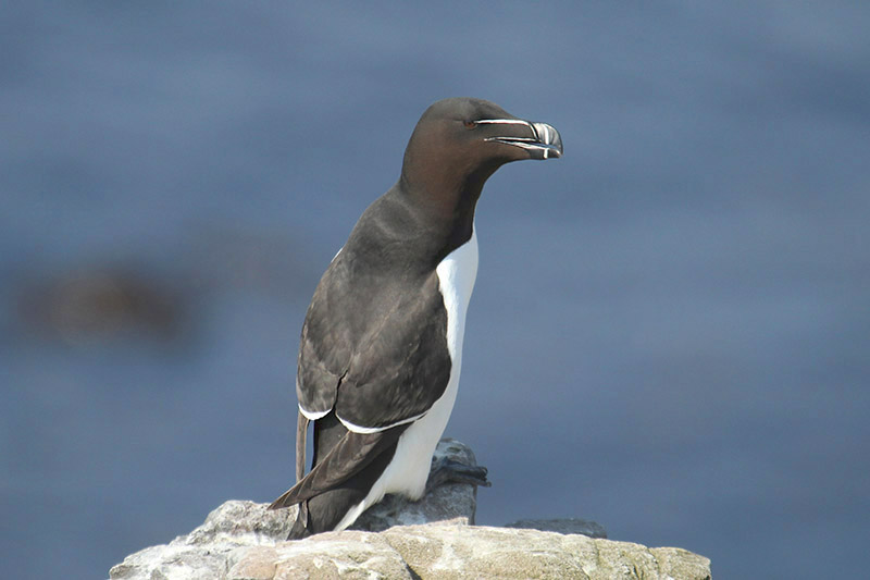 Razorbill by Mick Dryden