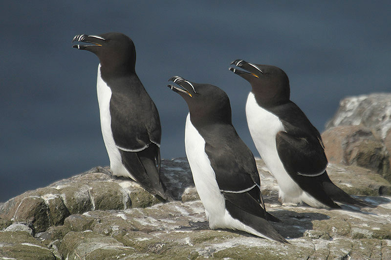 Razorbill by Mick Dryden