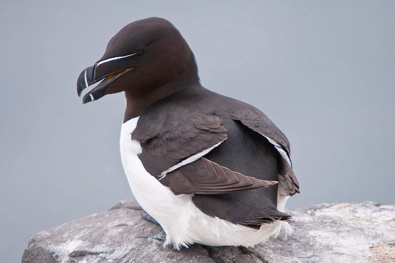 Razorbill by Romano da Costa