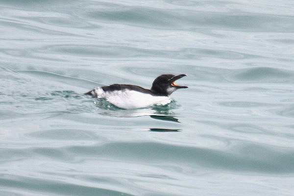 Razorbill by Mick Dryden