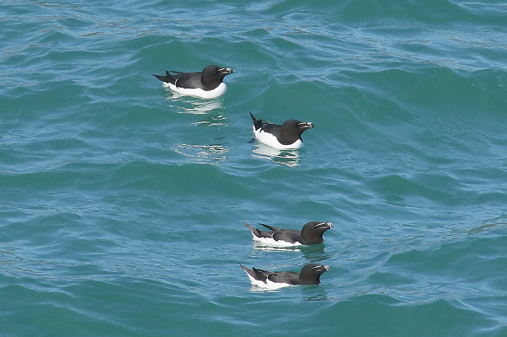 Razorbills by Mick Dryden