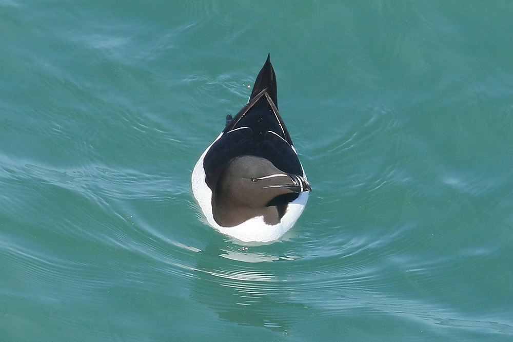 Razorbill by Mick Dryden