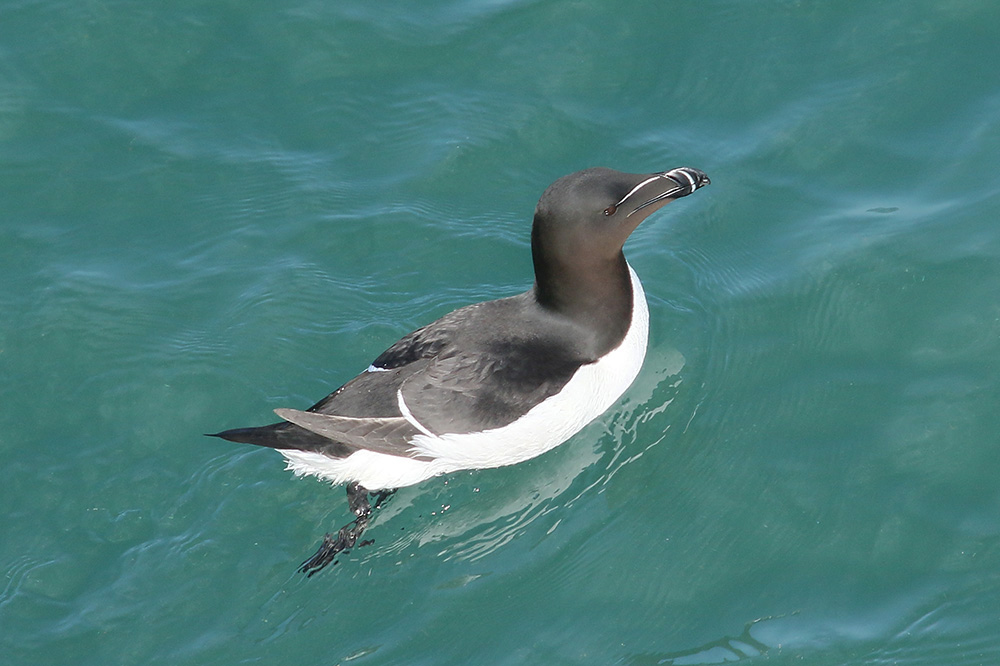 Razorbill by Mick Dryden