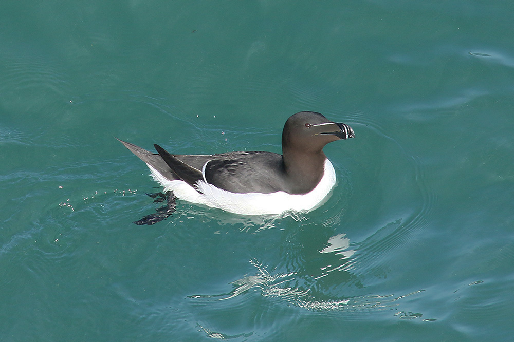 Razorbill by Mick Dryden