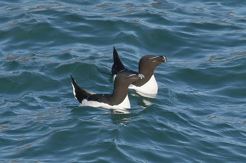 Razorbill by Mick Dryden