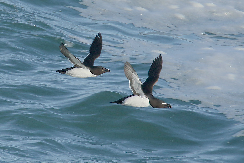 Razorbill by Mick Dryden