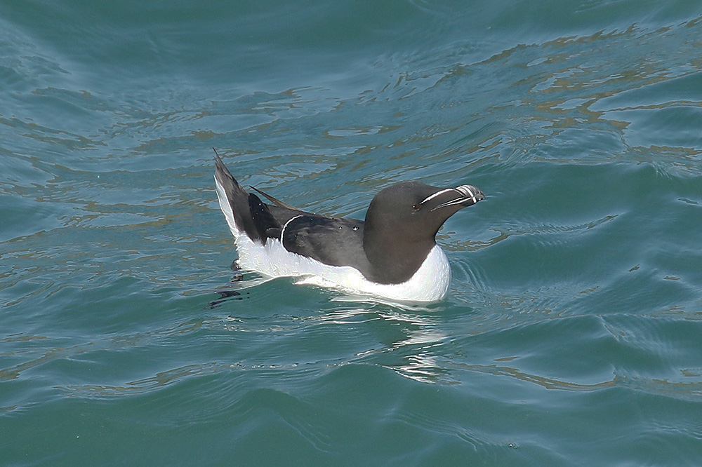 Razorbill by Mick Dryden