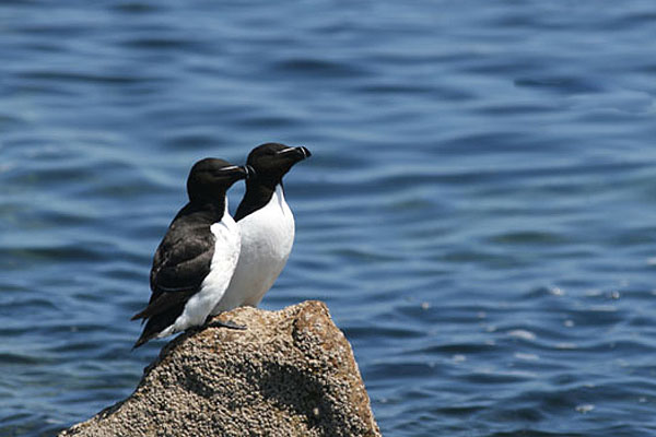 Razorbills by Regis Perdriat