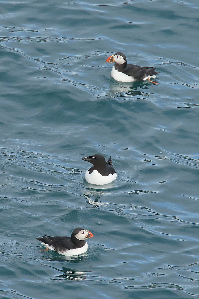 Razorbill with Puffins by Mick Dryden