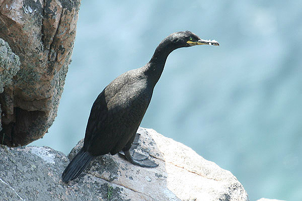 Shag by Mick Dryden