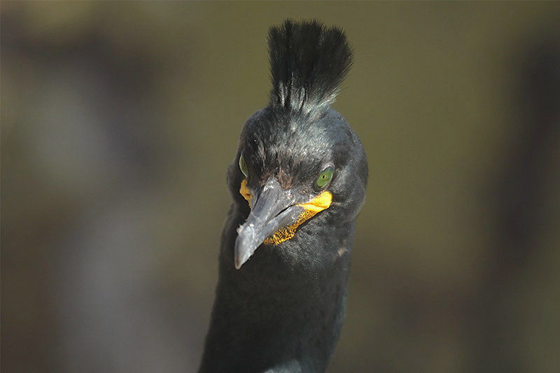 Shag by Mick Dryden