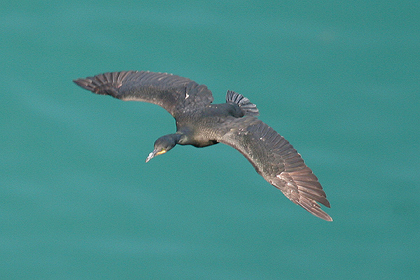 Shag by Mick Dryden