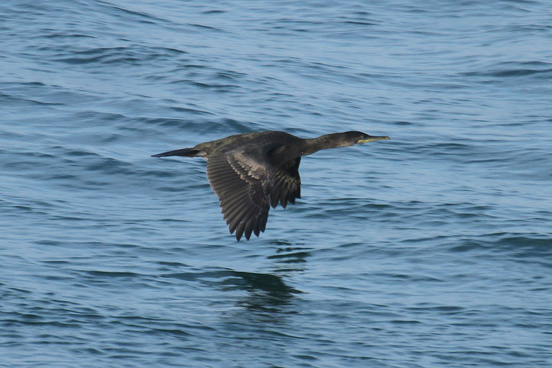 Shag by Mick Dryden