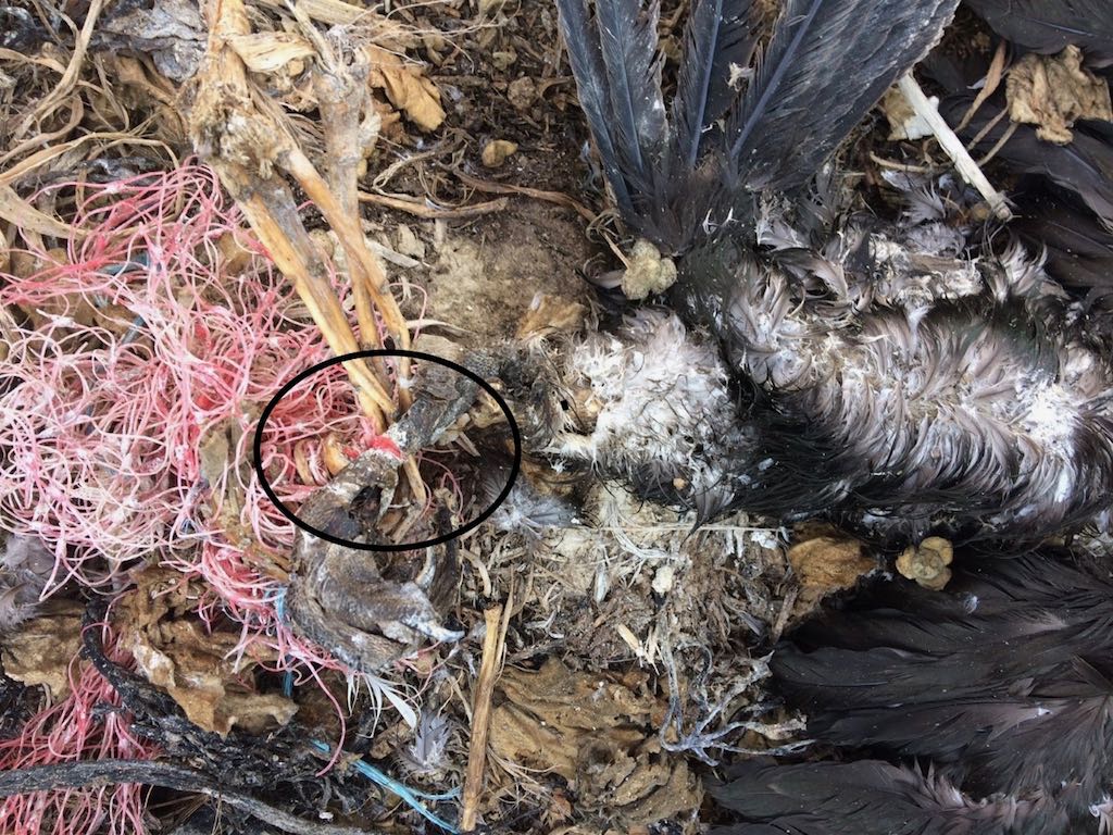 Shag pullus by Tony Paintin