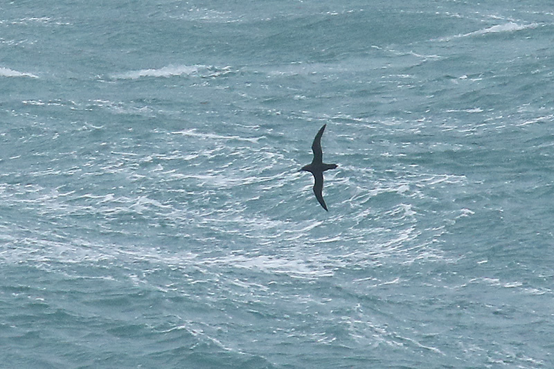 Sooty Shearwater by Mick Dryden