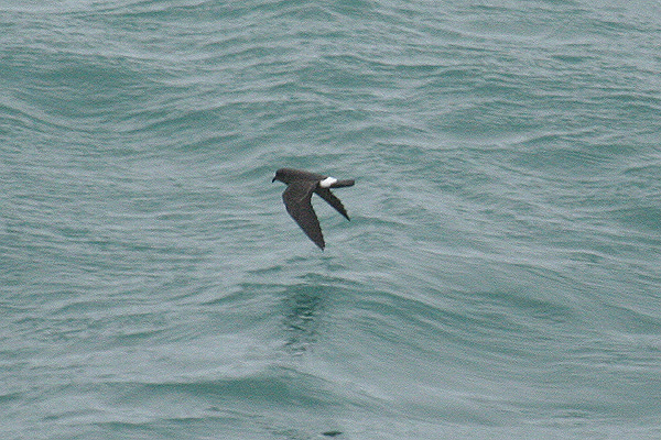 European Storm Petrel by Mick Dryden