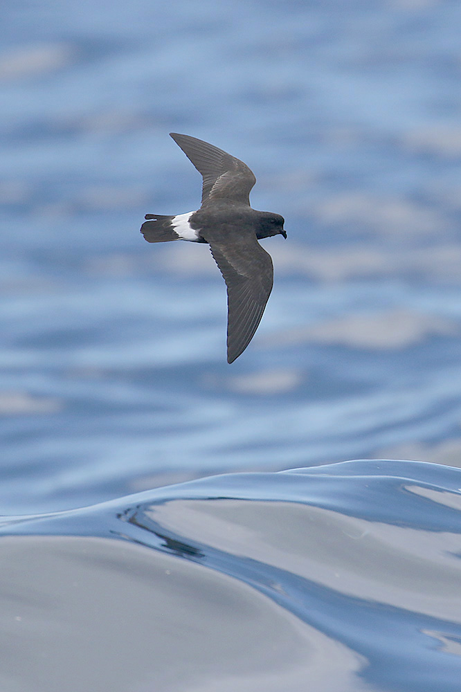 Storm Petrel by Mick Dryden