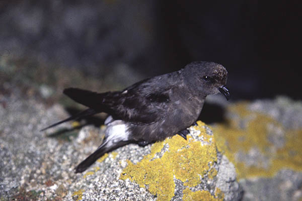 European Storm Petrel by Mick Dryden