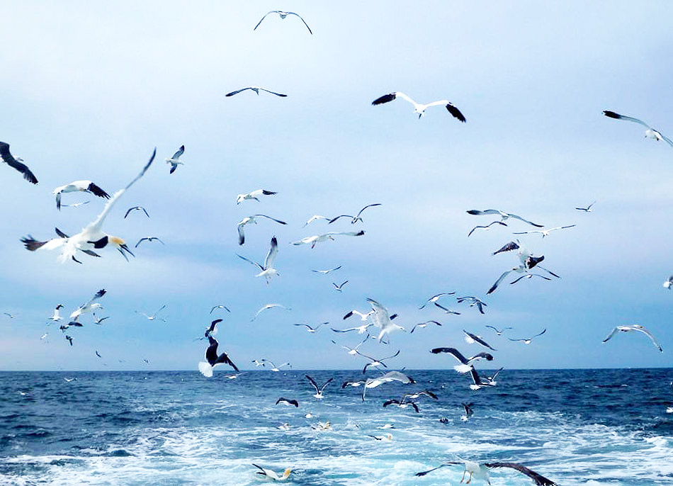Seabirds by Andrew Mitchell