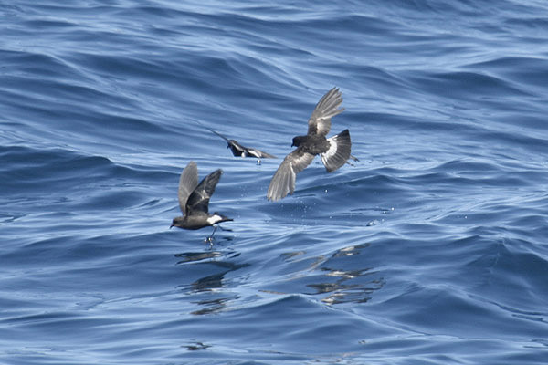 Wilson's Petrel by Mick Dryden