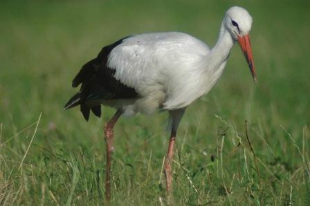 White Stork by Romano da Costa