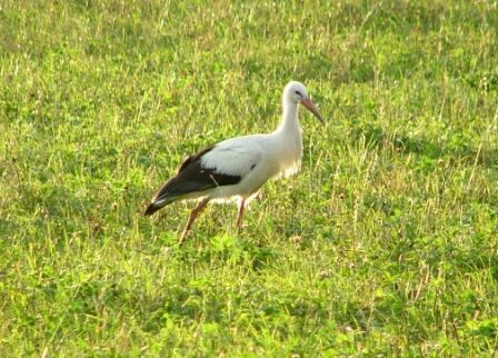 White Stork by Trevor Copp