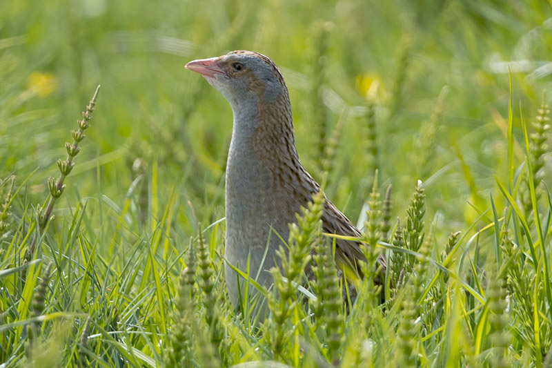 Corncrake by Romano da Costa