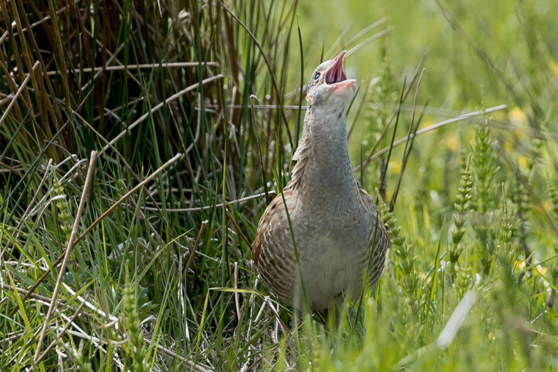 Corncrake by Romano da Costa