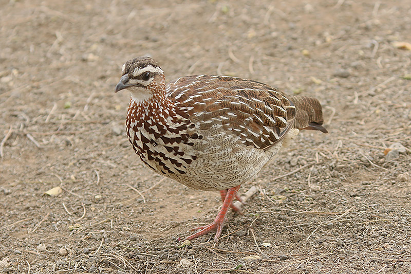 Crested Francolin by Mick Dryden