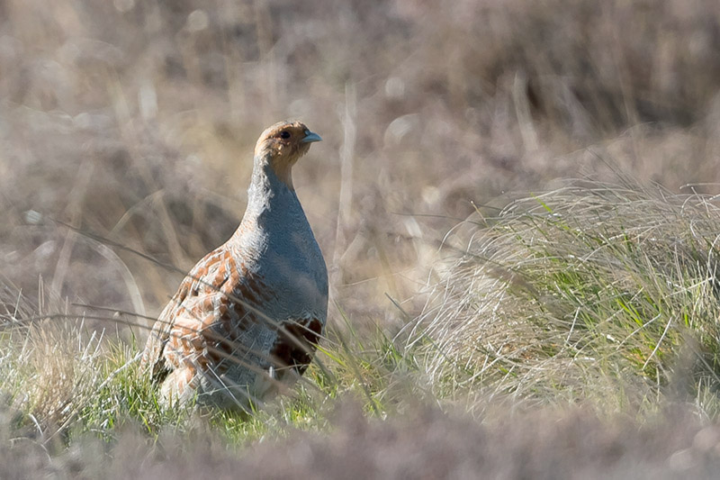 Grey Partridge by Romano da Costa