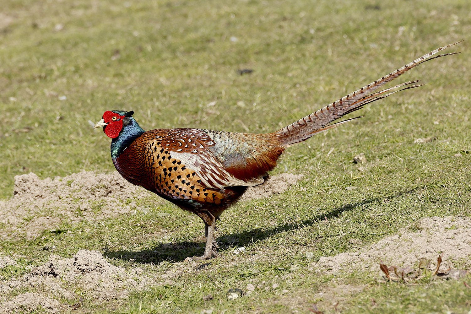 Pheasant by Mick Dryden