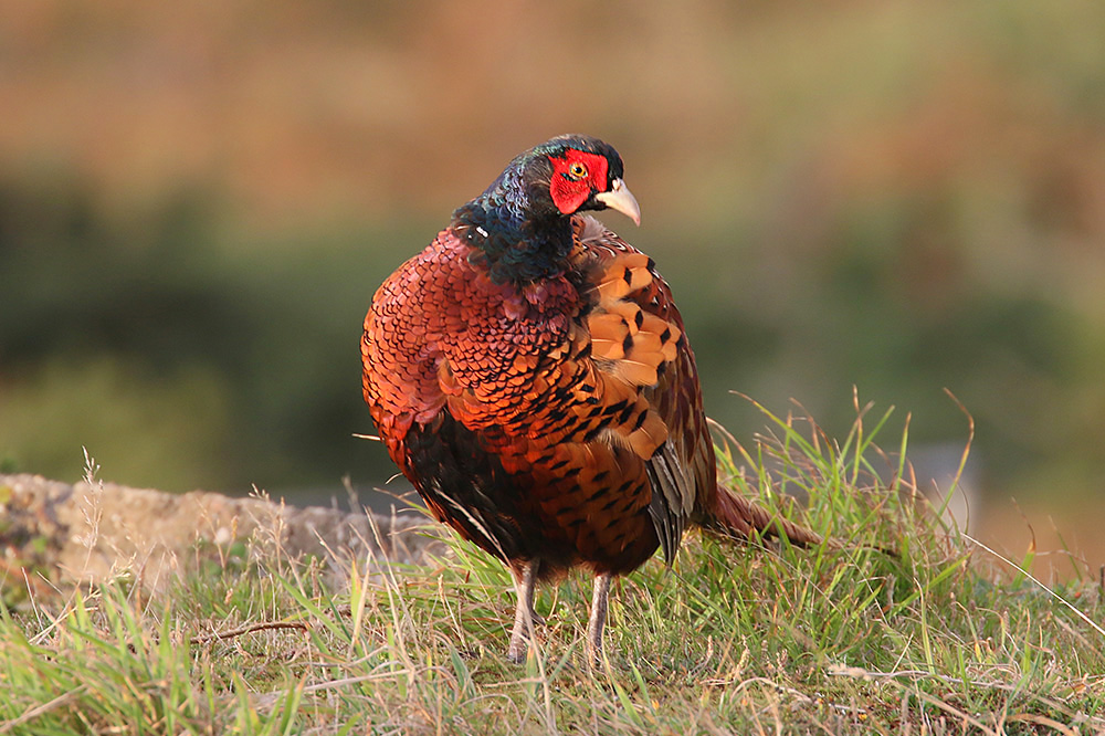 Pheasant by Mick Dryden