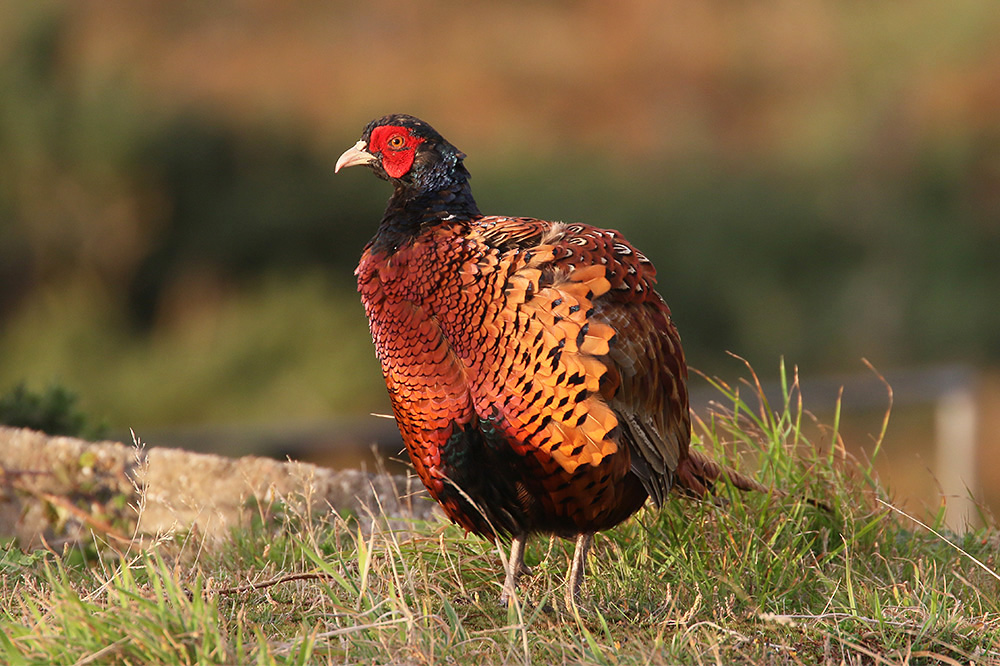 Pheasant by Mick Dryden