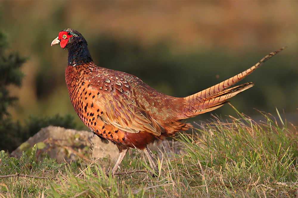 Pheasant by Mick Dryden