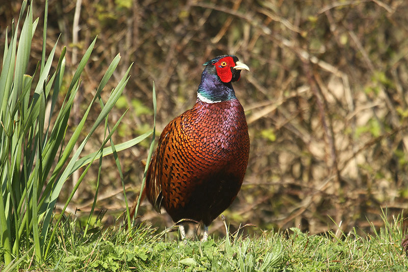 Pheasant by Mick Dryden