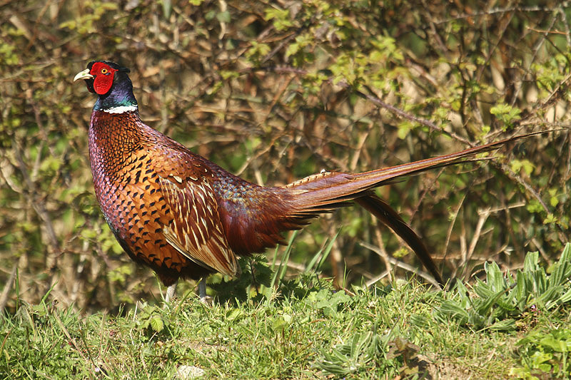 Pheasant by Mick Dryden