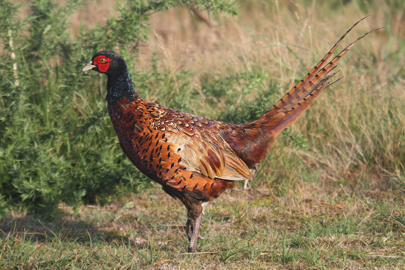 Pheasant by Mick Dryden