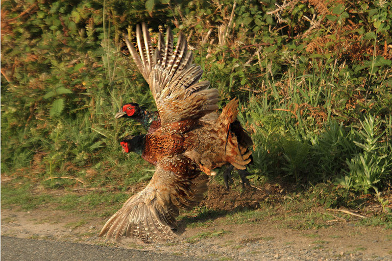 Common Pheasants by Mick Dryden
