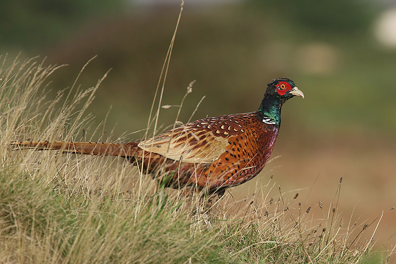 Pheasant by Mick Dryden