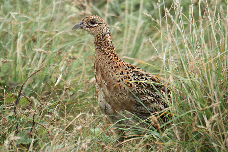 Pheasant by Mick Dryden