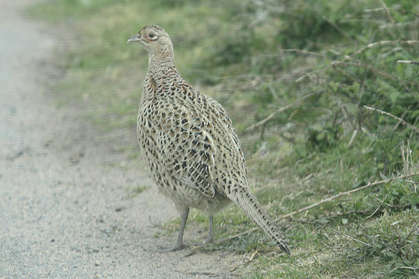 Pheasant by Mick Dryden