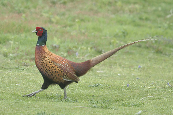 Pheasant by Mick Dryden