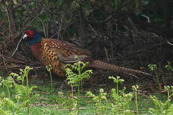 Pheasant by Mick Dryden