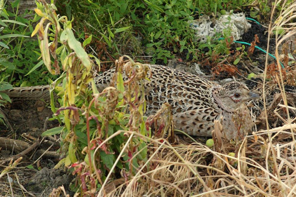 Common Pheasant by Kim Koester