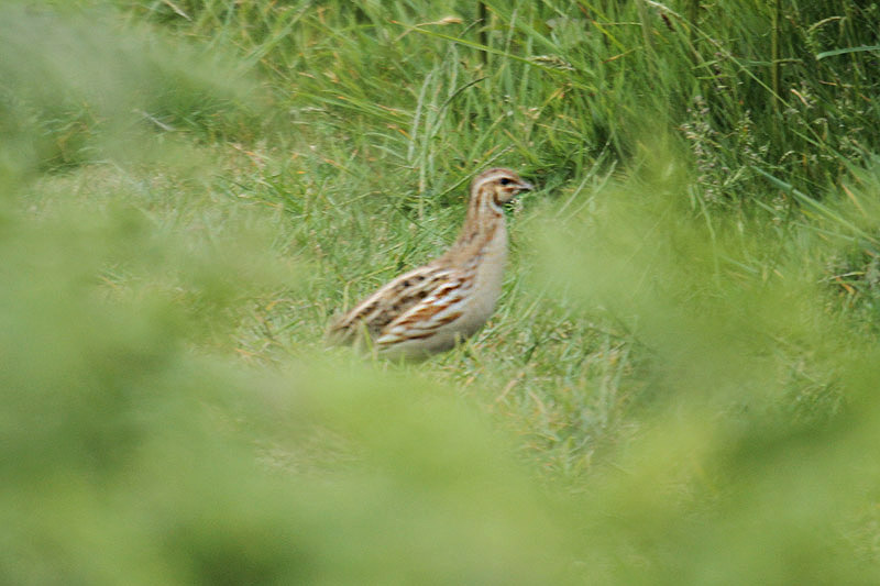 Common Quail by Mick Dryden
