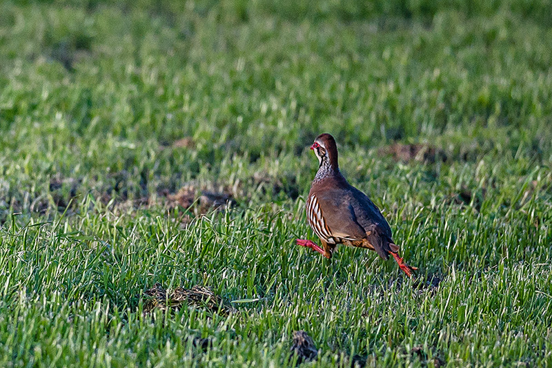 Red-legged Partridge by Gary Stringfellow