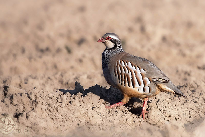 Red-legged Partridge by Kris Bell