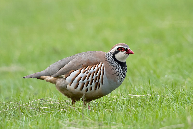 Red-legged Partridge bt Romano da Costa