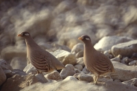 Sand Partridges by Mick Dryden