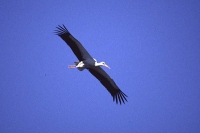 White Stork by Mick Dryden